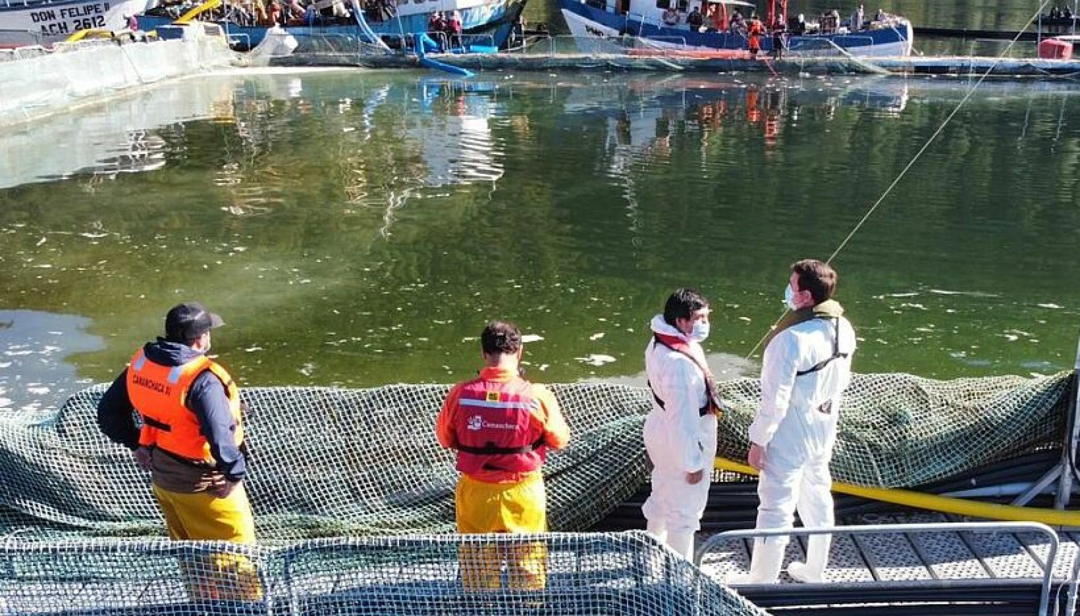 Refuerzan vigilancia por floraciones algales tras aumento en temperatura del mar