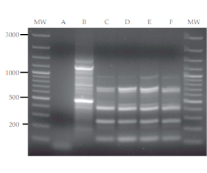 Flavobacterium columnare associated with mortality of salmonids farmed in Chile: a case report of two outbreaks