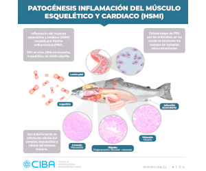 Patogénesis inflamación del músculo esquelético cardiaco