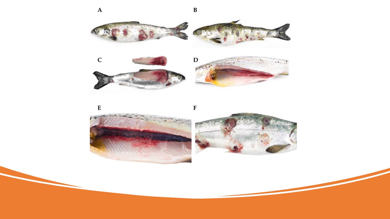 Publican investigación internacional sobre infección en salmón del Atlántico con colaboración de CIBA